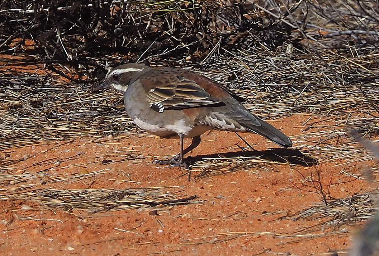 image Copperback Quail-thrush